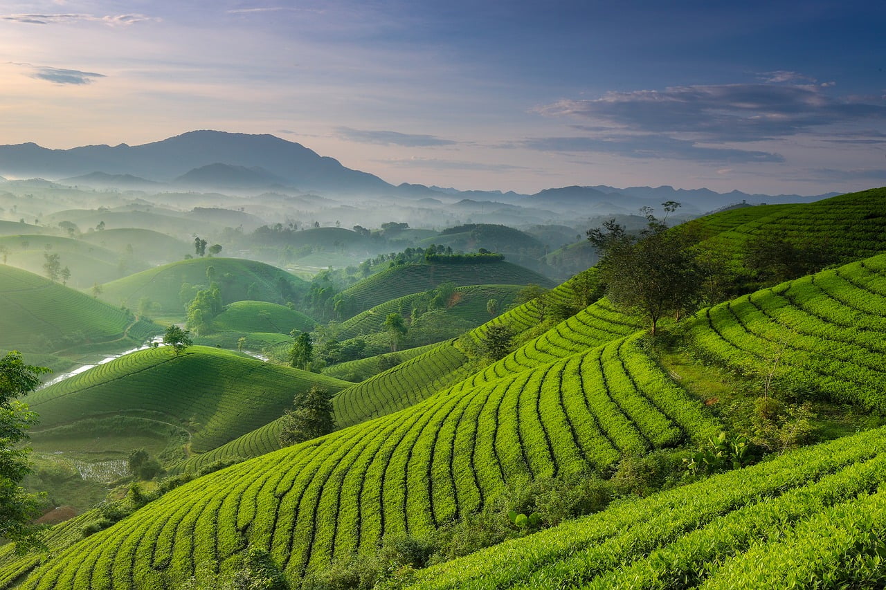 The Boys
